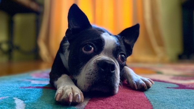 iPhone İle Daha İyi Portre Fotoğrafı Çekmek İçin İpuçları
