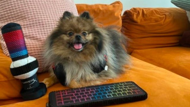 HyperX, Köpeklere Özel Kulaklık Setiyle Farkındalık Peşinde!