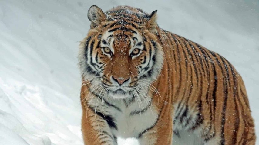 Aslan mı güçlü Kaplan mı? Ayı mı Kurt mu? En güçlü hayvan